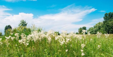 Meadowsweet veya Labaznik (lat. Filipndula (Filipndula), Rosaceae familyasından bir bitki türü. Güneşli bir yaz gününde çayır.