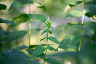 yeşil yapraklar arka plan, çiçek tomurcuğu
