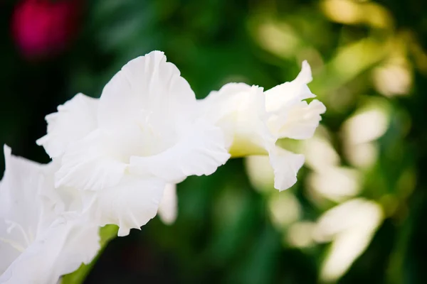 Білий Гладіолус Літня Квітка Саду Лілійний Меч Трава Меча Зелений — стокове фото
