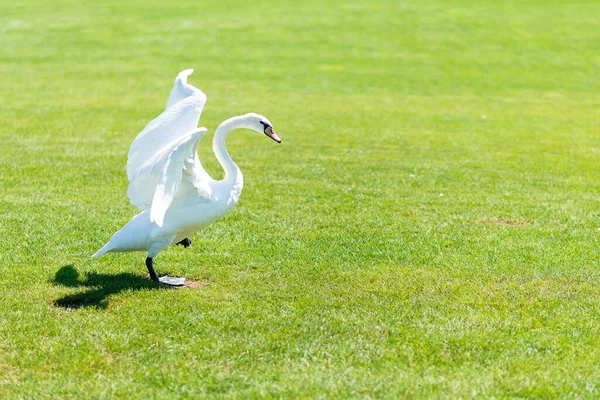 Zarif beyaz kuğu çimlerin üzerinde yürüyor, kanatlarını güzelce açıyor.