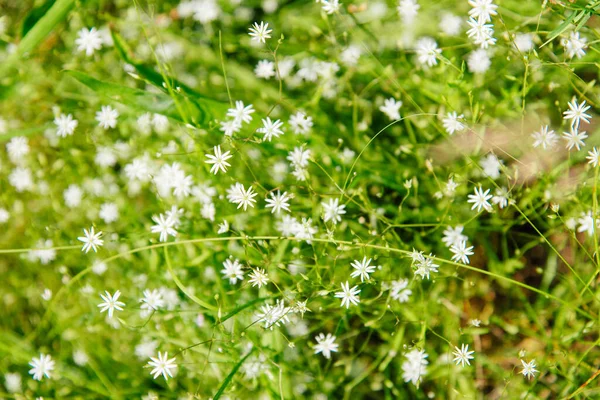 Potamot Commun Stellaria Media Avec Petites Fleurs Blanches — Photo