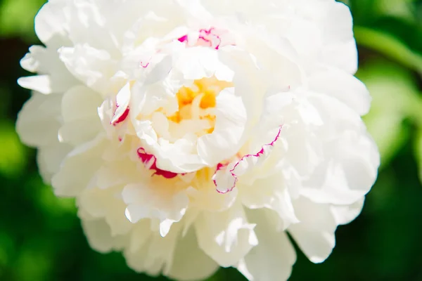 Uimitor Flori Bujor Alb Fundal Frunze Verzi Alb Nuanță Roz — Fotografie, imagine de stoc