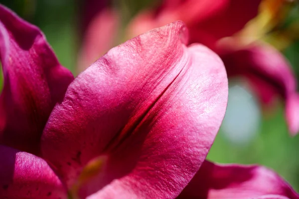 Krásná Lilie Květ Pozadí Zelených Listů Lily Květiny Zahradě Struktura — Stock fotografie