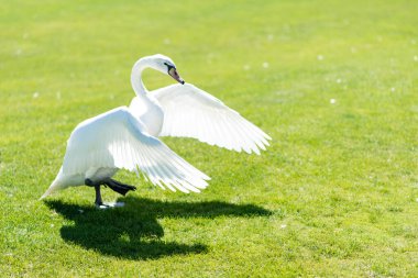 Zarif beyaz kuğu çimlerin üzerinde yürüyor, kanatlarını güzelce açıyor.