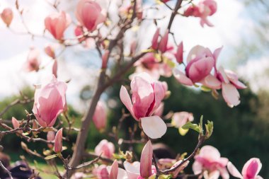 Güneşli bir günde güzel bir çiçek açmak, çiçek açan bir ağaç - güzel bir manolya dalı ilkbaharda - manolya çiçeği
