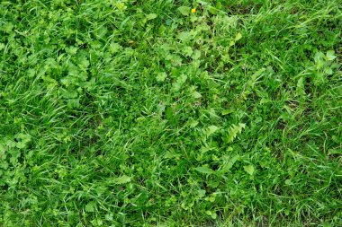 Yeşil çim arka plan, çim dokusu