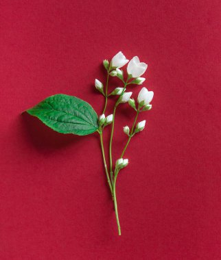 Kırmızı arka planda güzel beyaz yasemin çiçekleri. Düğün, doğum günü, parti ya da diğer kutlamalar için fotokopi odası olan daire..