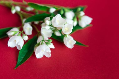 Kırmızı arka planda güzel beyaz yasemin çiçekleri. Düğün, doğum günü, parti ya da diğer kutlamalar için fotokopi odası olan daire..