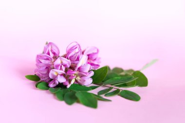 Güzel çiçekler. Pembe arka planda çiçek ve akasya yapraklı bir dal..