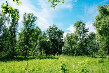 Taze yeşil yapraklı büyük ağaçlı yaz çayırı. Güneşli bir gün.