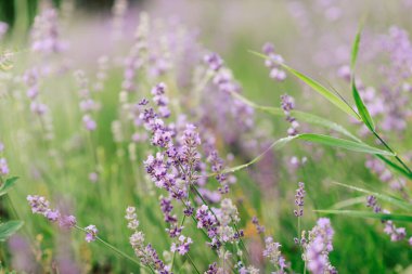 Lavanta tarlası manzarası yaz sabahı bulanık arka plan. Yaz lavantası. Çiçek arkaplan. Sığ alan derinliği
