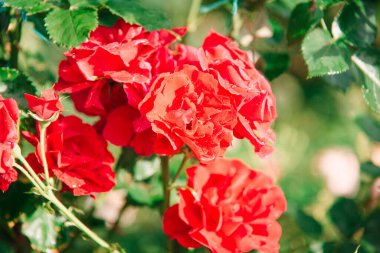 Bulanık çiçekli arka planda kırmızı güller bir tespihte. Doğa.