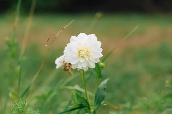 Dahlia Blanc Dans Jardin Sur Fond Vert Naturel Flou — Photo