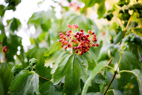 Viburnum Opulus Guelder Gülü Köpek Üzümü Büyüğü Olarak Bilinir Rehber — Stok fotoğraf