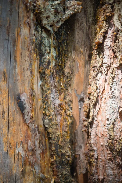 나무껍질 지역을 탐지하는 — 스톡 사진