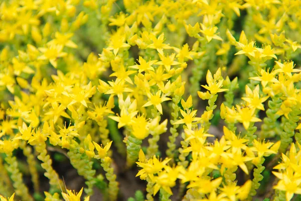 Žluté Květy Sedum Zahradě — Stock fotografie