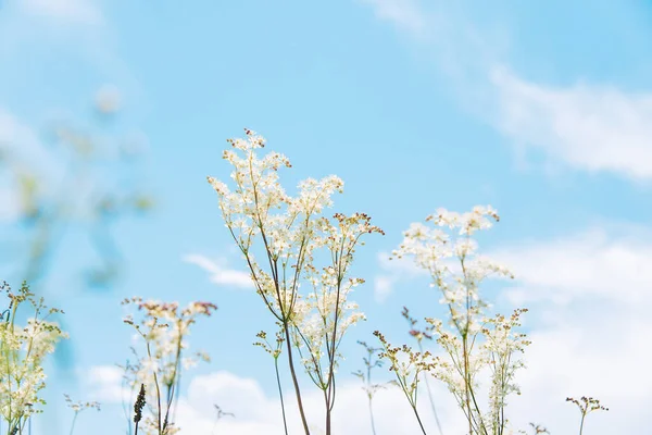 Meadowsweet Labaznik Lat Filipndula Género Plantas Con Flores Perteneciente Familia —  Fotos de Stock