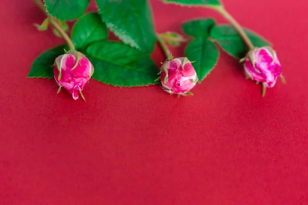 Όμορφα Ροζ Λουλούδια Τριαντάφυλλου Κόκκινο Φόντο Επίπεδη Lay Χώρο Αντίγραφο — Φωτογραφία Αρχείου