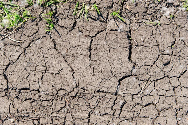 Textur Den Torra Spruckna Marken — Stockfoto