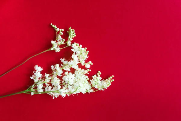 Meadowsweet Género Botânico Pertencente Família Rosaceae Sub Família Rosaceae Pequenas — Fotografia de Stock