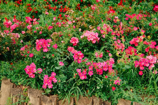 Rose Flower Undersized Variety Wild Border Background Flower Pink Roses — Stock Photo, Image