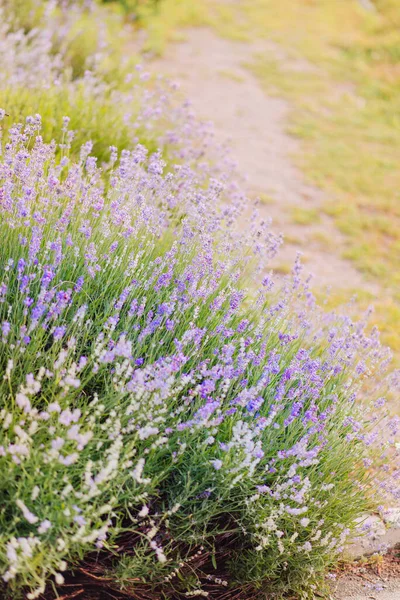 Panorama Campo Lavanda Mattina Estate Sfocatura Sfondo Lavanda Estiva Sfondo — Foto Stock