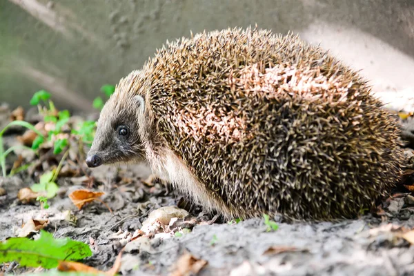 Hedgehog Наукова Назва Erinaceus Europaeus Дикий Аборигенний Європейський Їжак Зустрічається — стокове фото