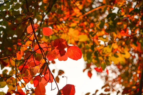 Herbstblätter Baum Jahreszeit Des Bunten Laubes — Stockfoto