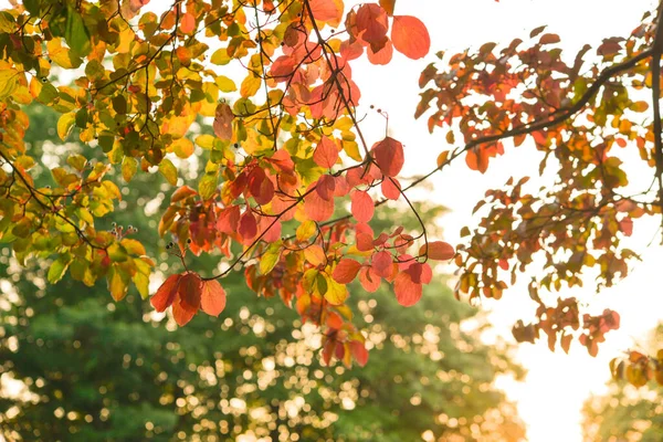 Herbstblätter Baum Jahreszeit Des Bunten Laubes — Stockfoto