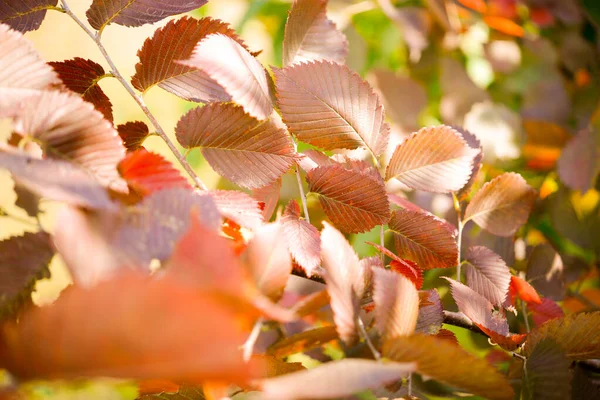 Feuilles Automne Sur Arbre Saison Feuillage Coloré — Photo