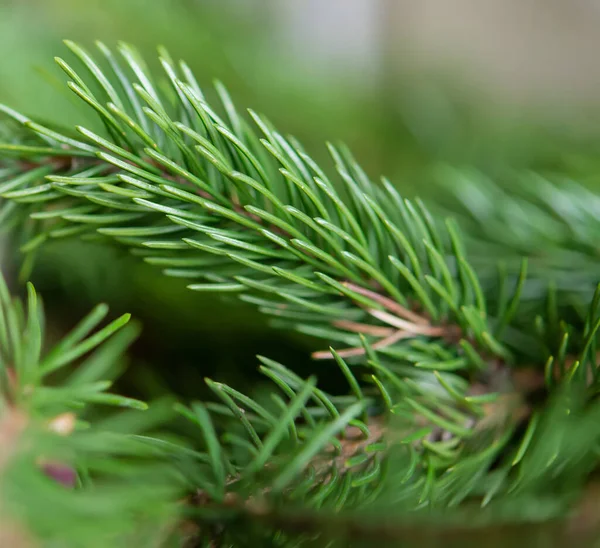 クリスマスお祝いグリーティングカードデザインのための緑のモミの枝の背景 — ストック写真