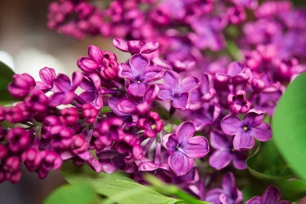 Flores Lilás Roxas Como Fundo Fundo Primavera — Fotografia de Stock