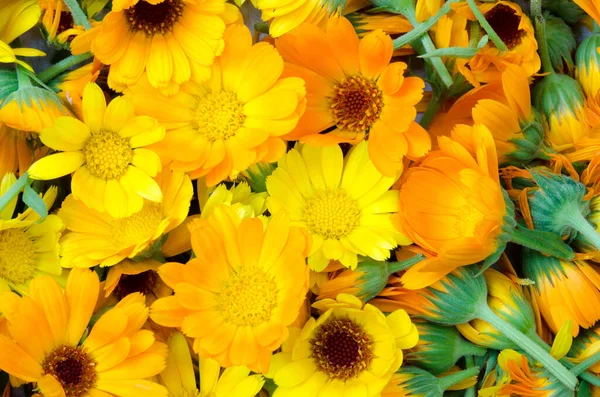 Taze Organik Takvim Çiçekleri Parlak Turuncu Kadife Çiçeklerinin Üniforma Arka — Stok fotoğraf