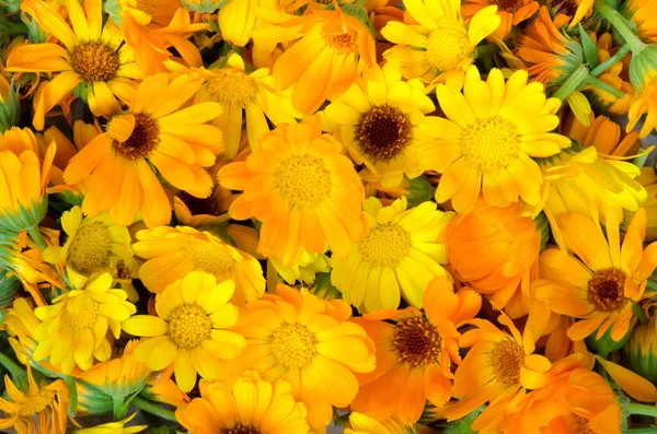 Fresh Organic Calendula Flowers Background Uniform Background Bright Orange Marigold — Stock Photo, Image