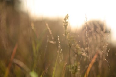 Sabah tarlada çimenler