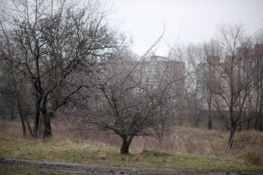 Yapraksız ağaç. Tarlada kış ağacı. Soğuk mevsim.