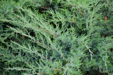 Yılbaşı kutlamaları için yeşil köknar dallarının arka planı tebrik kartı tasarımı