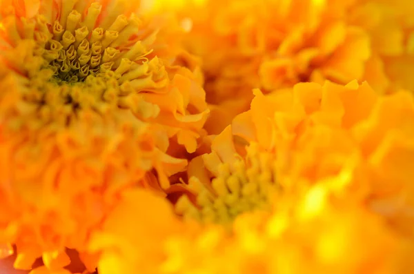 Tagetes Erecta 美洲金丝雀 非洲金丝雀 花园中的艳丽的黄色花朵 — 图库照片