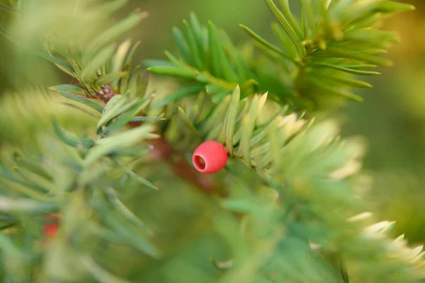 Hintergrund Der Grünen Tannenzweige Für Weihnachten Neujahrsfeier Grußkarte Design — Stockfoto