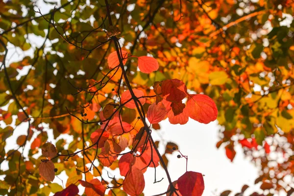 Herbstblätter Baum Jahreszeit Des Bunten Laubes — Stockfoto