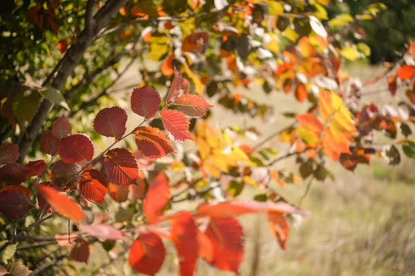 Feuilles Automne Sur Arbre Saison Feuillage Coloré — Photo