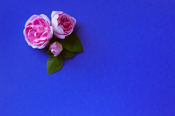 Gyönyörű Rózsaszín Rózsabimbó Virágok Kék Háttérrel Képeslap Szöveggel Esküvőre Születésnapra — Stock Fotó
