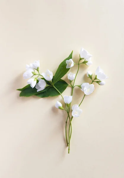 Schöne Weiße Jasminblüten Postkarte Blick Von Oben Kopierraum Für Die — Stockfoto