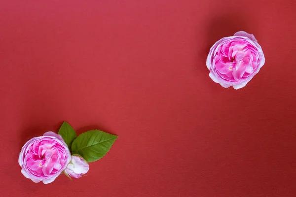 Belle Fleur Rose Bouton Rose Sur Fond Rouge Pose Plate — Photo