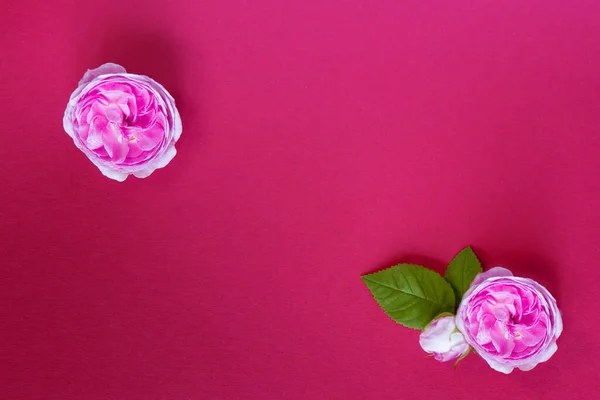 Belle Fleur Rose Bouton Rose Sur Fond Rouge Pose Plate — Photo