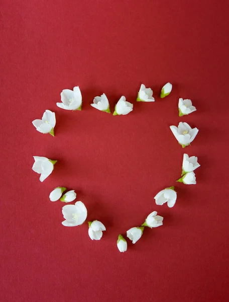 Όμορφα Λευκά Λουλούδια Γιασεμιού Κόκκινο Φόντο Επίπεδη Lay Χώρο Αντίγραφο — Φωτογραφία Αρχείου