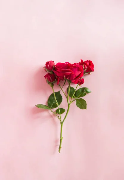 Красивые Цветы Роуз Розовом Фоне Квартира Лежала Копировальным Пространством Свадьбы — стоковое фото