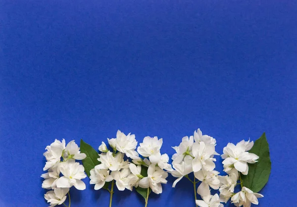 Schöne Weiße Jasminblüten Auf Blauem Hintergrund Wohnung Mit Kopierraum Für — Stockfoto