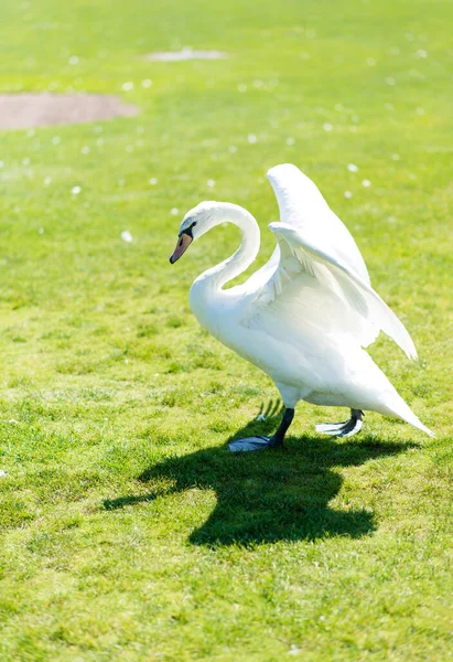 Elegante Cisne Blanco Camina Sobre Hierba Bellamente Extendió Sus Alas —  Fotos de Stock