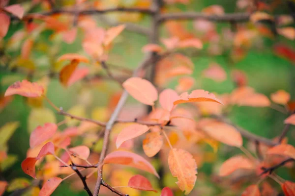 Feuilles Automne Sur Arbre Saison Feuillage Coloré — Photo